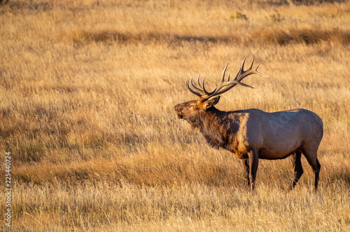 Large Bull Elk Bugling on a Cold Fall Morning in the Mountain Meadows of Rocky Mountain National Park © Kerry Hargrove