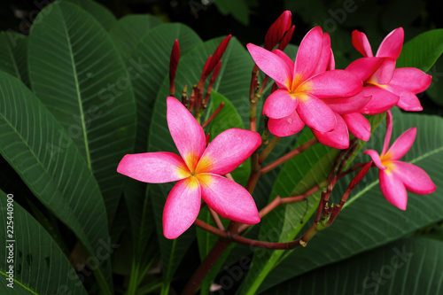 Frangipani flower or Leelawadee flower on the tree.