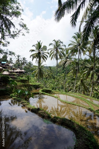 Fototapeta Naklejka Na Ścianę i Meble -  Padi Terrace, Bali, Indonesia - Palm Trees and pools
