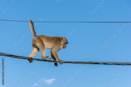 monkey on roof © grit.wattanapruek