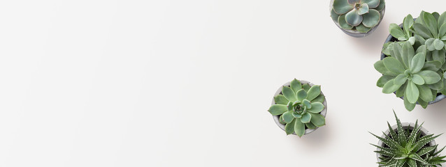 minimalist modern banner or header with succulent plants on a white surface with lots of copyspace for your text - top view / flat lay