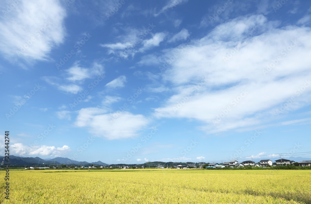 稲穂と秋の空 稲穂と秋の空