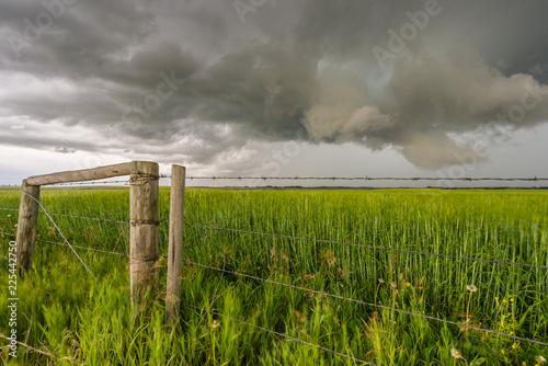 Stormy Landscape in Green Wheat Field