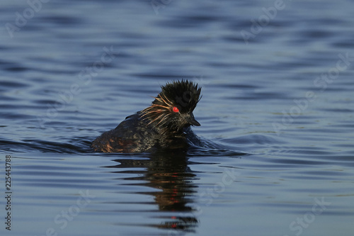 Black-necked grebe (Podiceps nigricollis)