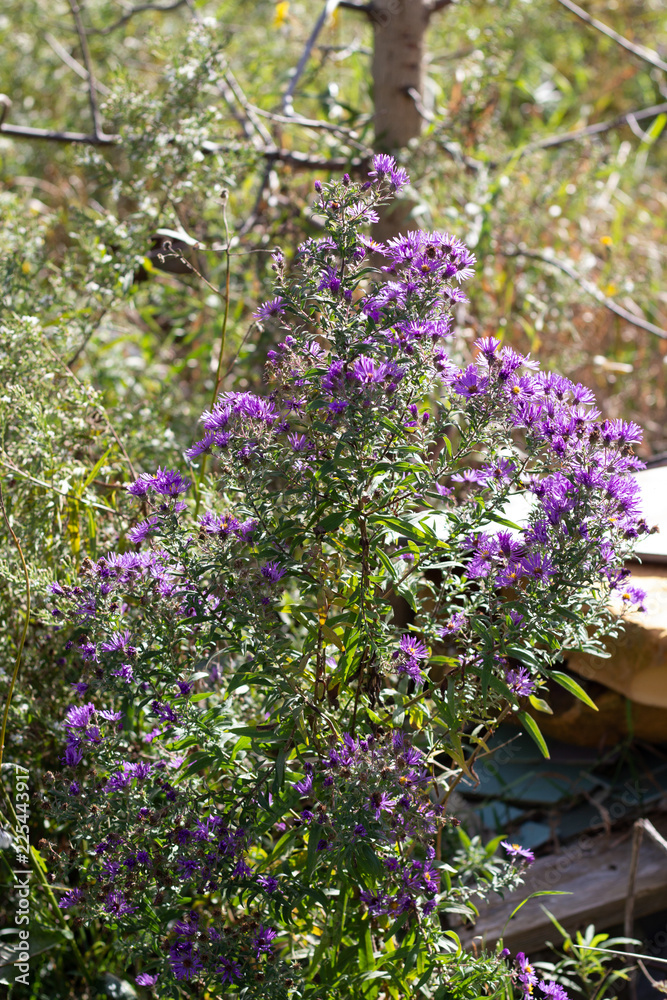 Wildflower plant with small vibrant purple flowers with orange centers on an overcast day