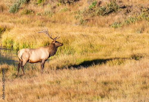 A Large Bull Elk in the Morning Sun at Rocky Mountain National Park in Colorado