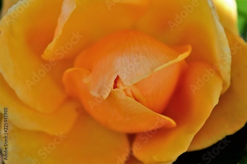 美しい黄色の薔薇の花