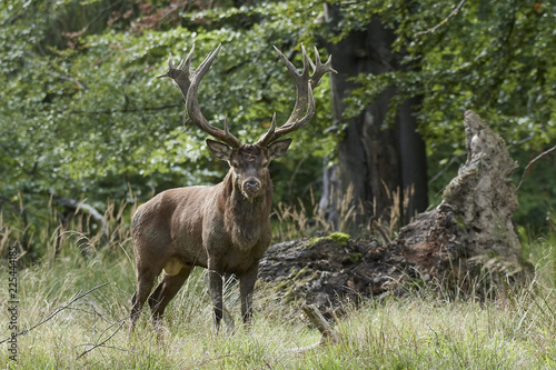 Red deer  Cervus elaphus 