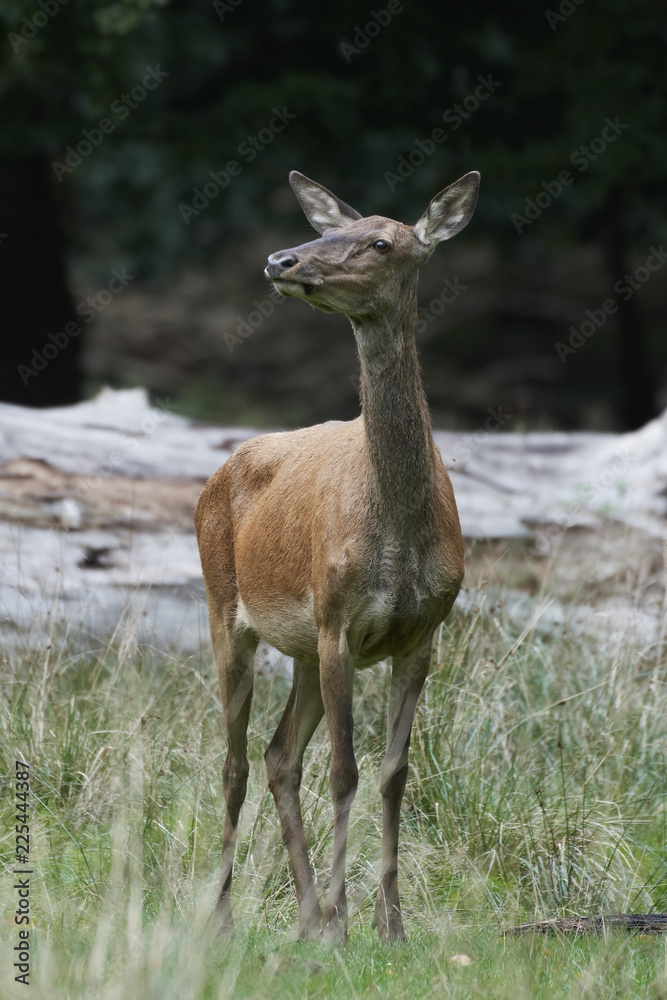 Fototapeta premium Red deer (Cervus elaphus)