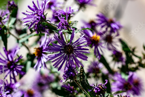 Obraz na płótnie Small vibrant purple flowers with orange centers on an overcast day w salonie