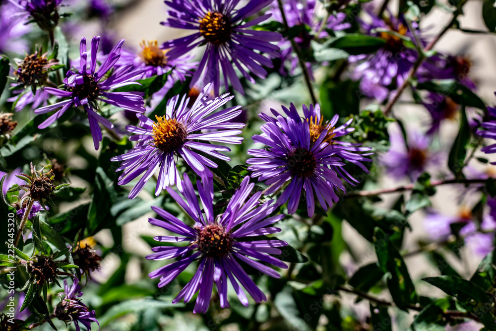 Small vibrant purple flowers with orange centers on an overcast day