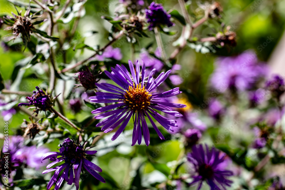 Small vibrant purple flowers with orange centers on a sunny fall day