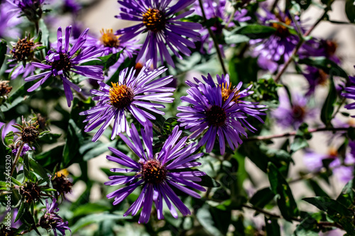 Obraz na płótnie Small vibrant purple flowers with orange centers on an overcast day w salonie