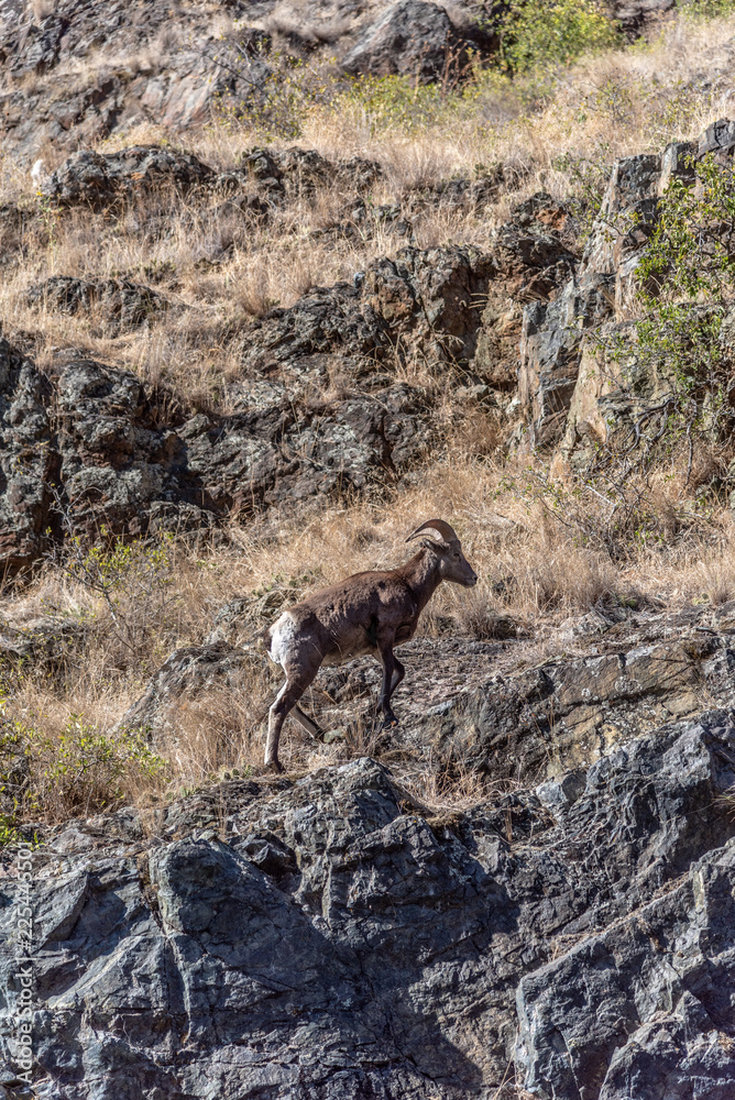 Rocky Mountain Bighorn Sheep in Hells Canyon Rocky Mountain Bighorn Sheep in Hells Canyon