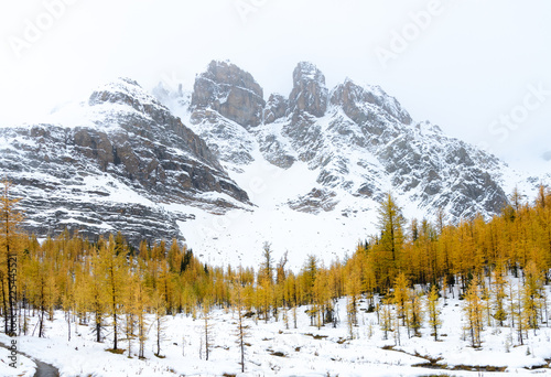 A mountain rises above the autumn larches in BC