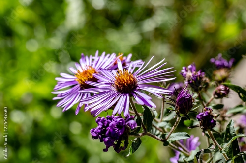Obraz na płótnie Small vibrant purple flowers with orange centers on a sunny fall day w salonie