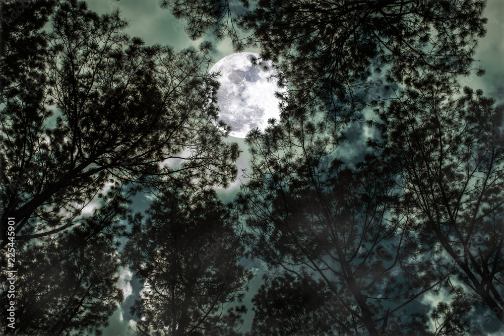 Silhouette of trees against sky and full moon over serenity nature background. Silhouette of trees against sky and full moon over serenity nature background.