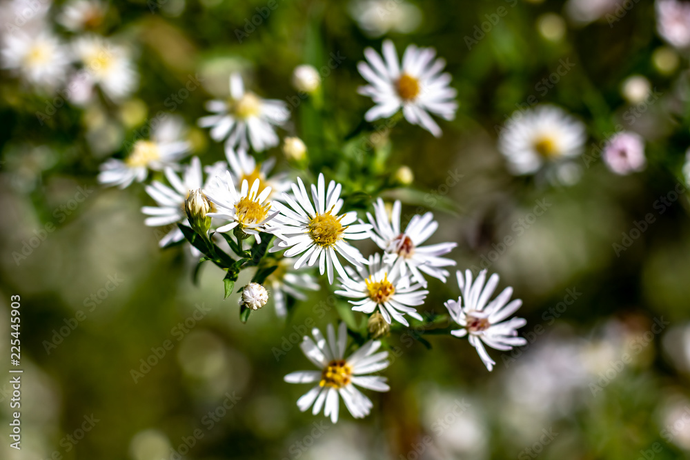 A Bunch of White Wild Flowers With Yellow Centres at the End of the Growing Season on a Sunny Day