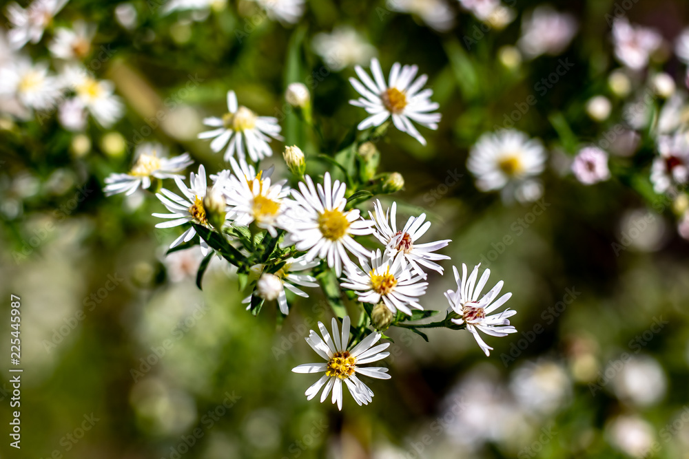 A Bunch of White Wild Flowers With Yellow Centres at the End of the Growing Season on a Sunny Day