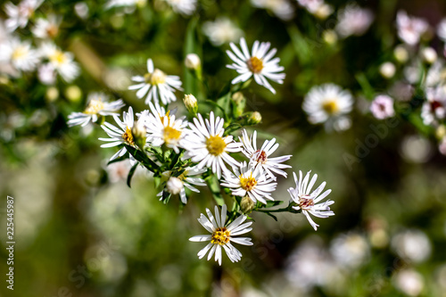 Obraz na płótnie A Bunch of White Wild Flowers With Yellow Centres at the End of the Growing Season on a Sunny Day w salonie