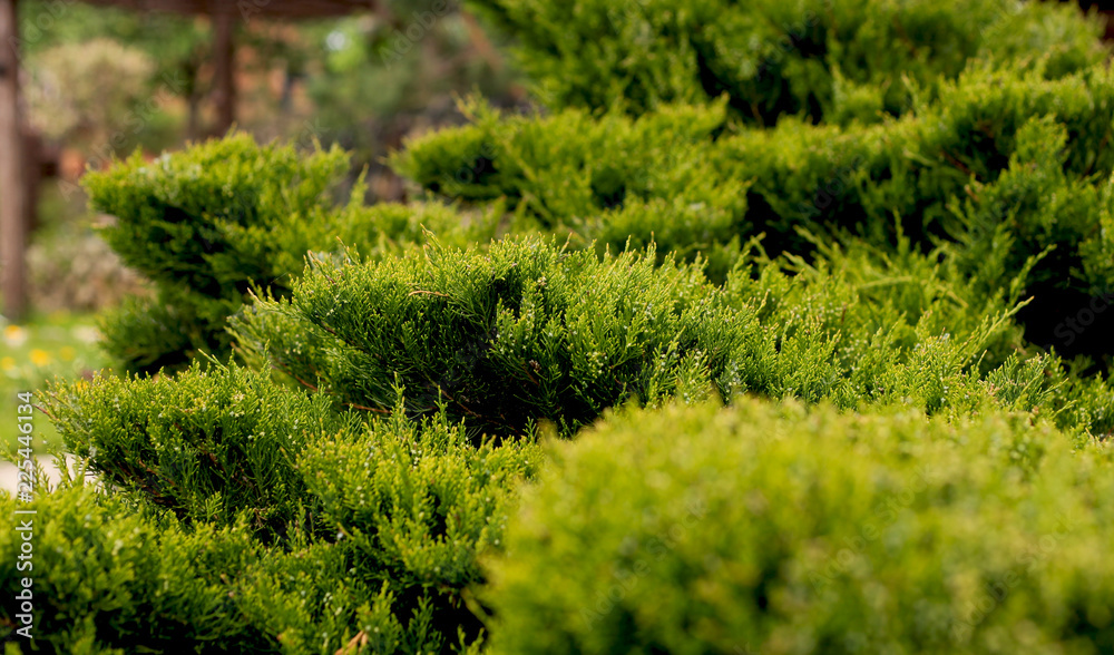 Cossack juniper ( lat. Juniperus sabina). Shearing of the juniper with gardening scissors, Soft focus. Garden art/ design/ landscape. Topiary. Blurred background with juniper. Cossack juniper ( lat. Juniperus sabina). Shearing of the juniper with gardening scissors, Soft focus. Garden art/ design/ landscape. Topiary. Blurred background with juniper.