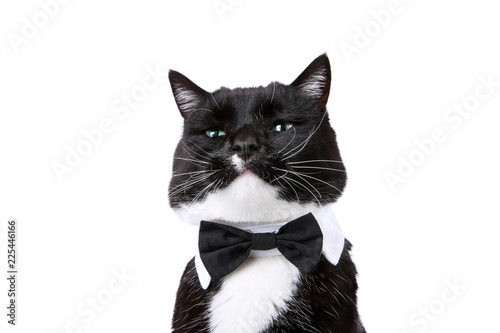 Black and white tuxedo cat in a bowtie isolated on white © soupstock