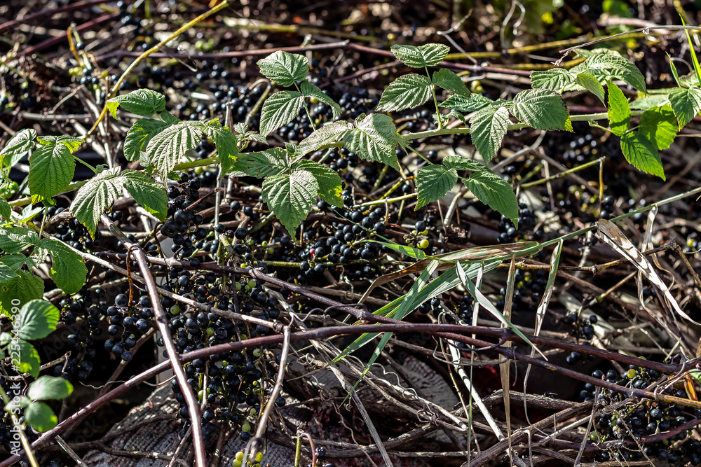 Obraz premium Wild Grape Vine Growing with Many Bunches of Small Purple Grapes and Green Leaves on a Sunny Day