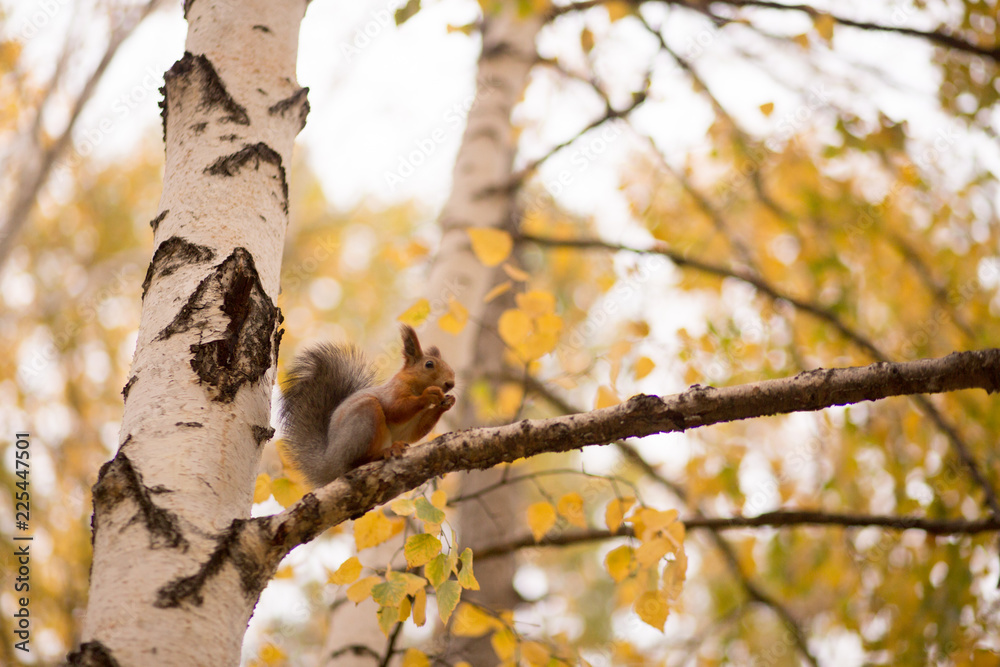 red squirrel sitting on a birch