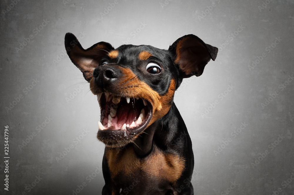 Wunschmotiv: Hund Zwergpinscher Pinscher schnappt fängt Leckerlie in der Luft und zieht Grimasse #22