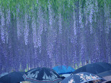 梅雨時期の藤棚と傘