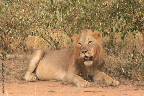 Lion. Wild male African Lion