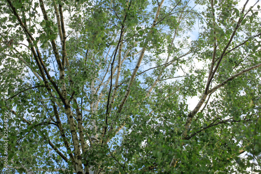 Birch (Betula pendula / pubescens) tree branches with leaves, with sky in background. Abstract spring background. Birch (Betula pendula / pubescens) tree branches with leaves, with sky in background. Abstract spring background.