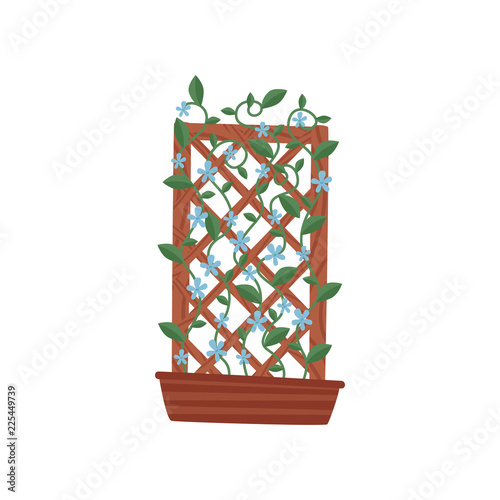 Climbing plant with small blue flowers in brown pot with wooden trellis. Gardening theme. Flat vector icon photo