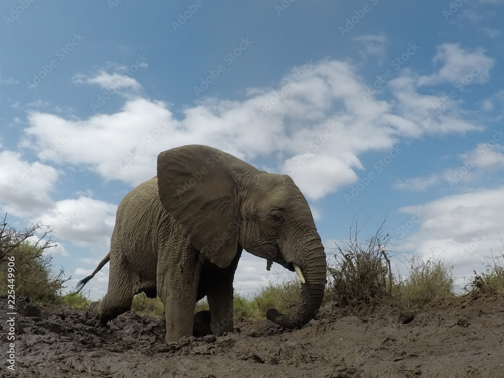 Obraz premium African Elephants 