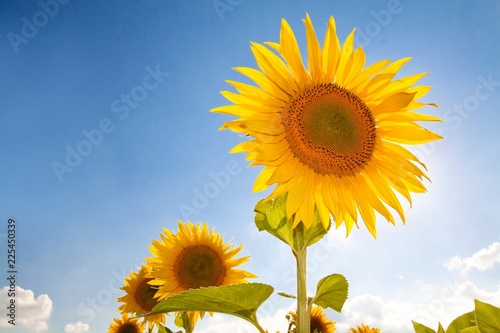 Sunflowers in the Field at Sunny Day