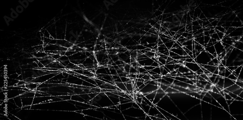 Spider web or cobweb on black background