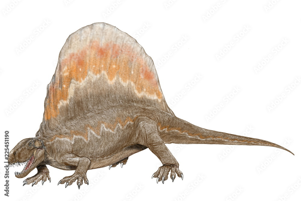 ディメトロドン 恐竜以前の初期の哺乳類型爬虫類の代表 四肢が胴体から横に生えており 恐竜の定義に当てはまらない ペルム紀前期 背中の大きな帆は体温調節のためのもの 朝日を受けることにより 他の変温 動物より早く体を温め 捕食行動を起こすことができる