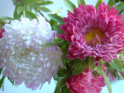 Wallpaper Mural Pink and white asters closeup Torontodigital.ca