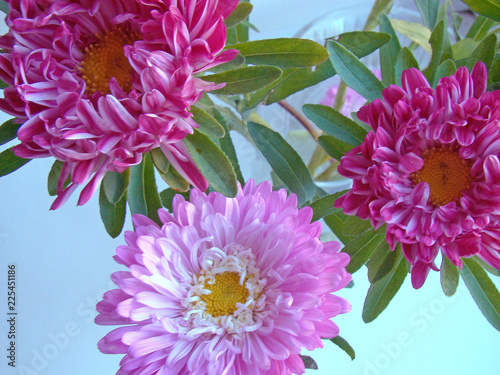 Wallpaper Mural Pink  asters closeup Torontodigital.ca