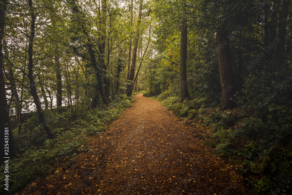 Trees and fallen leaves in English woodland