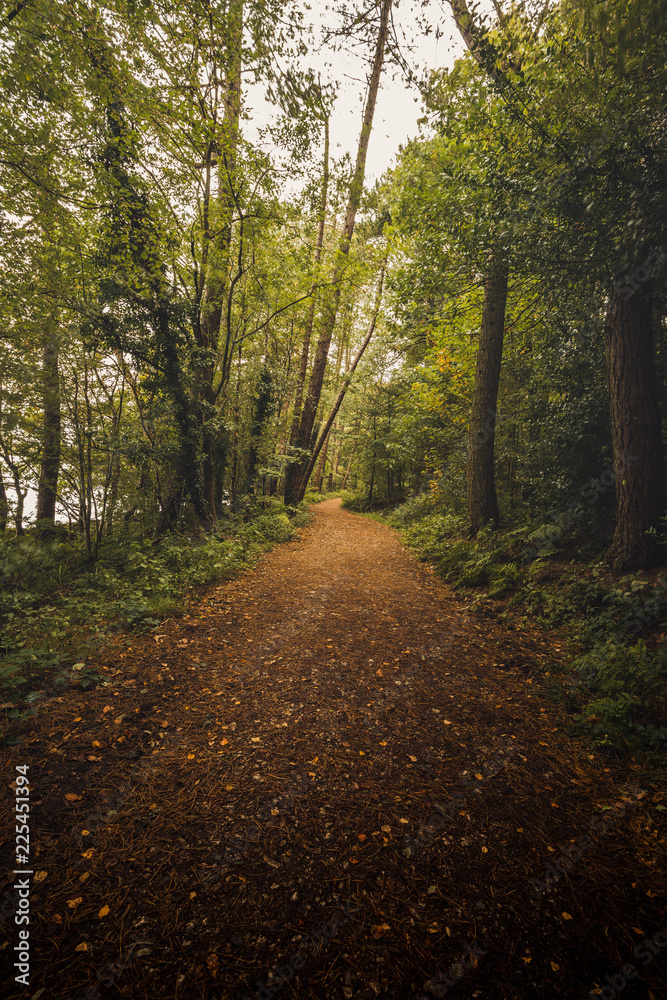 Trees and fallen leaves in English woodland