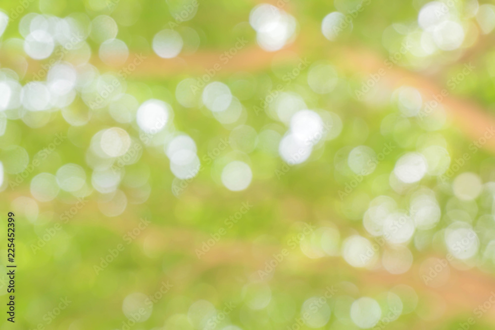 Obraz premium green bokeh / bokeh from tree / Blurred nature background / green and white background from tree in sun light.