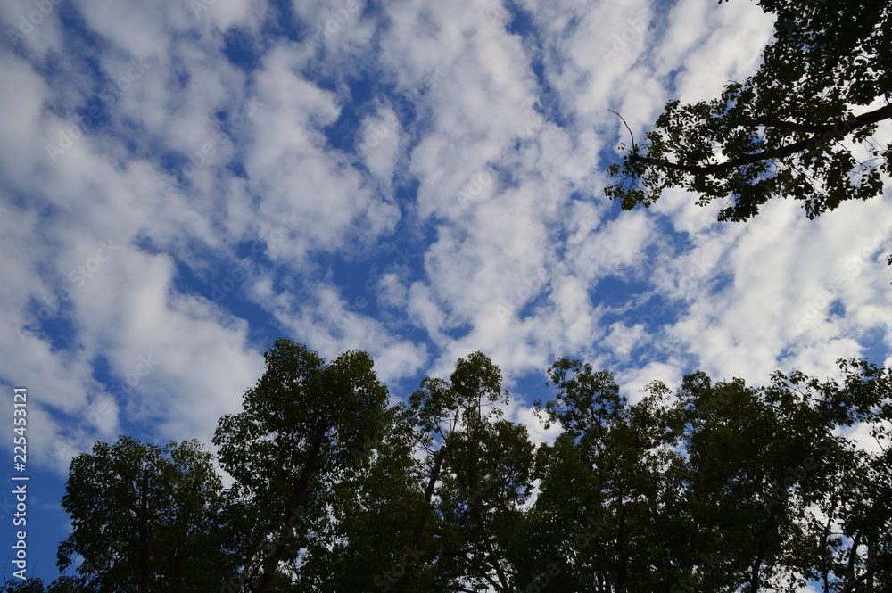 うろこ雲が広がる秋の空 うろこ雲が広がる秋の空