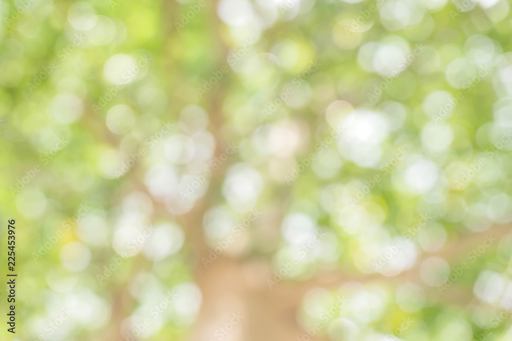 Fototapeta premium Blurred park with bokeh background / Blurred nature background / green and white background from tree in sun light.