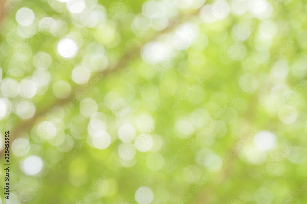 Blurred park with bokeh background / Blurred nature background / green and white background from tree in sun light. Blurred park with bokeh background / Blurred nature background / green and white background from tree in sun light.