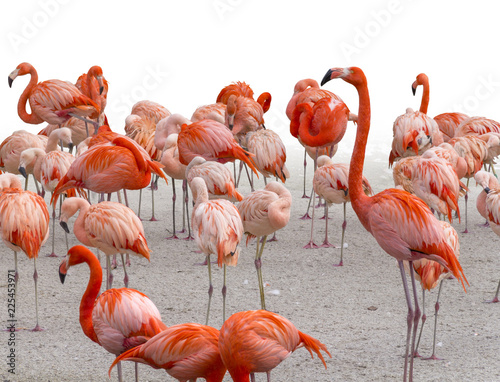 lots of flamingos