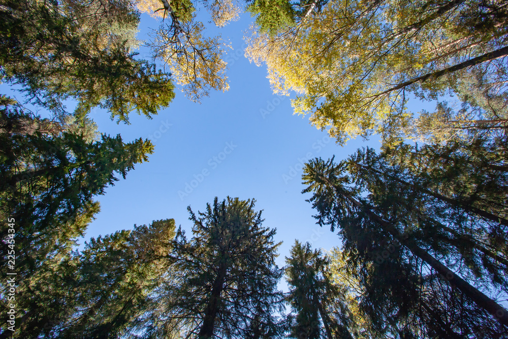 Obraz premium Foliar and coniferous tree crown in the forest with blue sky on the background