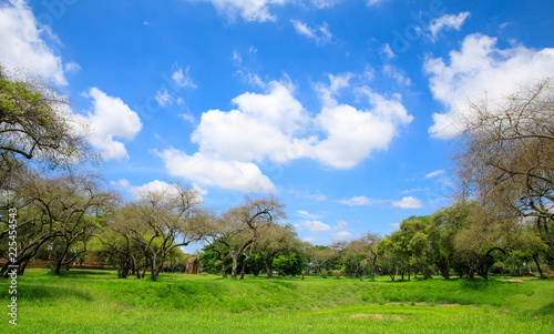 landscape green garden and blue sky background 