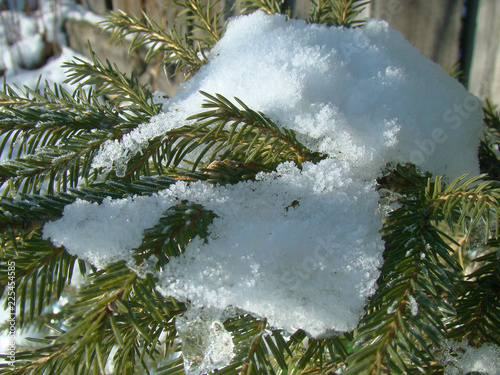 Wallpaper Mural Snow on spruce branches close up Torontodigital.ca
