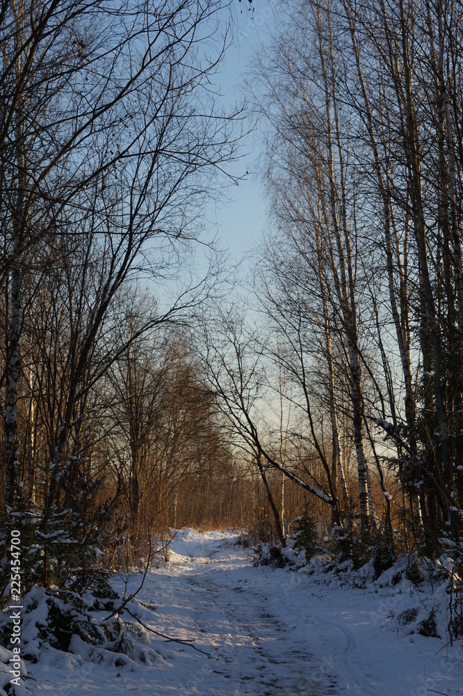 forest path in early winter in the shade of trees forest path in early winter in the shade of trees